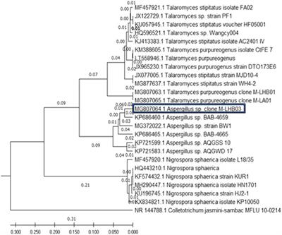 Optimization of PhysicoChemical Parameters for Production of Cytotoxic Secondary Metabolites and Apoptosis Induction Activities in the Culture Extract of a Marine Algal–Derived Endophytic Fungus Aspergillus sp.